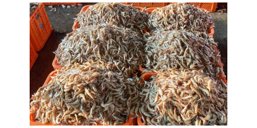 यूरोपीय संघ ने 102 नए भारतीय मत्स्य प्रतिष्ठानों को निर्यात के लिए किया सूचीबद्ध 